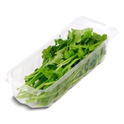 Cilantro 20 g